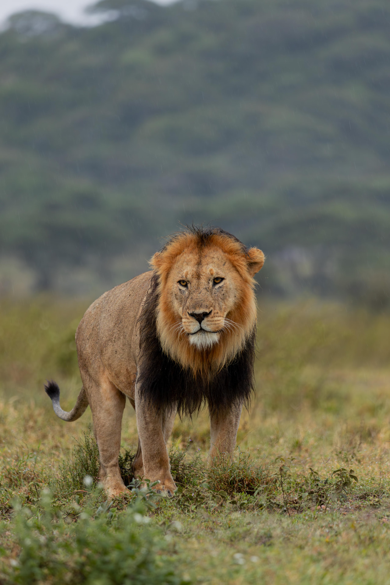 A powerful lion in golden grass