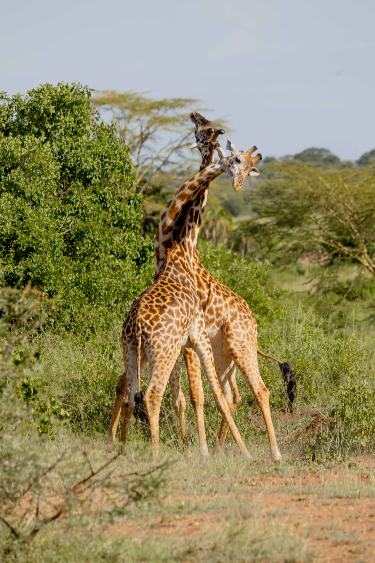 Leopard Light Expedition