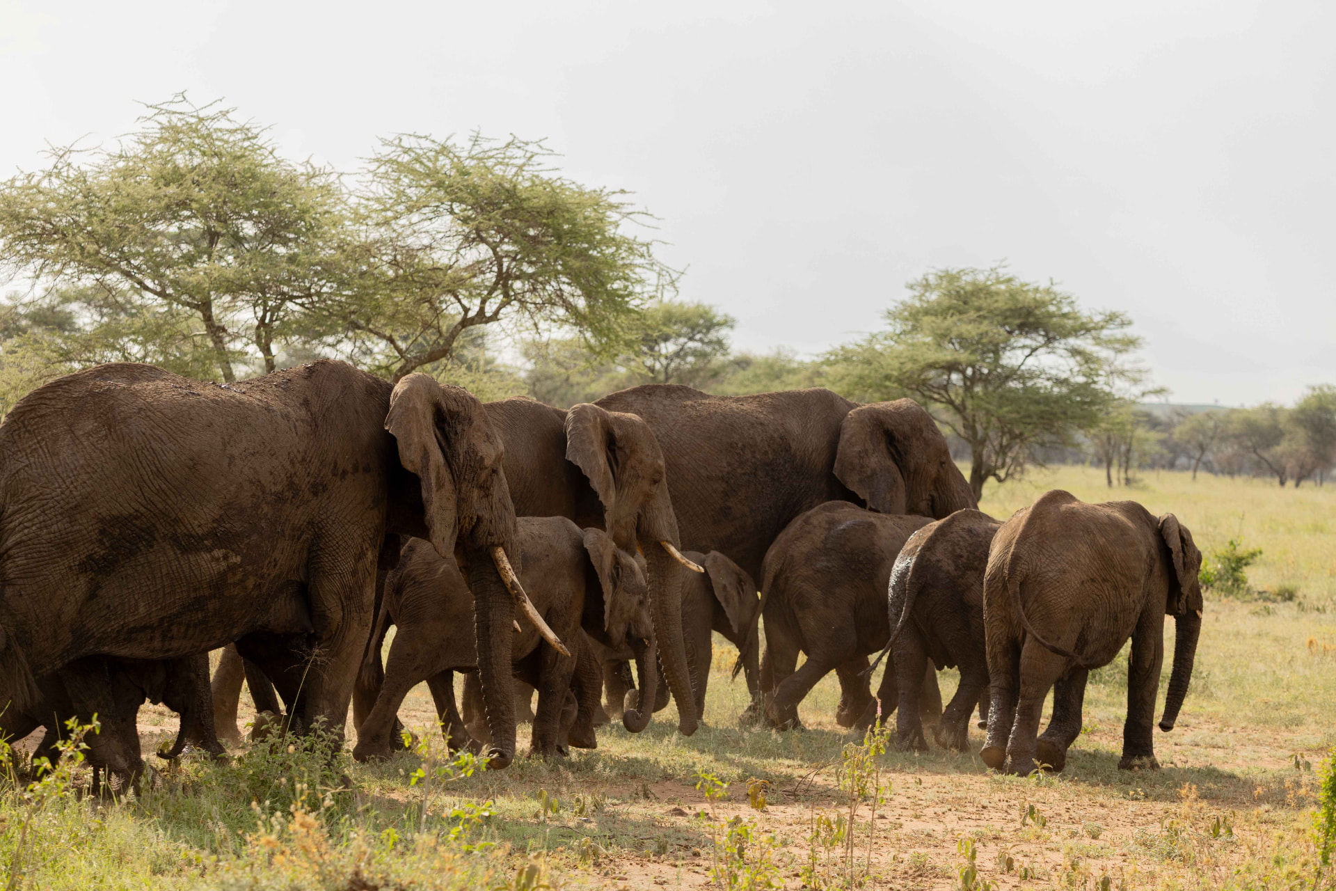 Tarangire Elephants' Paradise